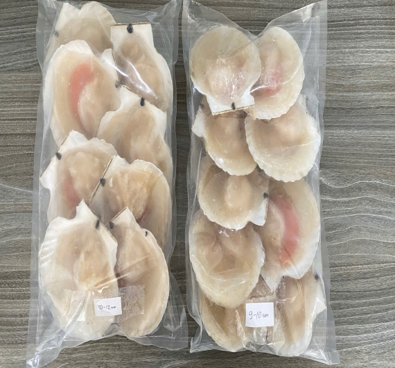 SÒ NỮA MẢNH SIZE  SIZE 08-10 CON/ KG 